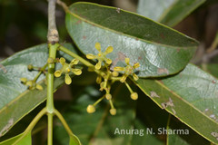 Loeseneriella arnottiana